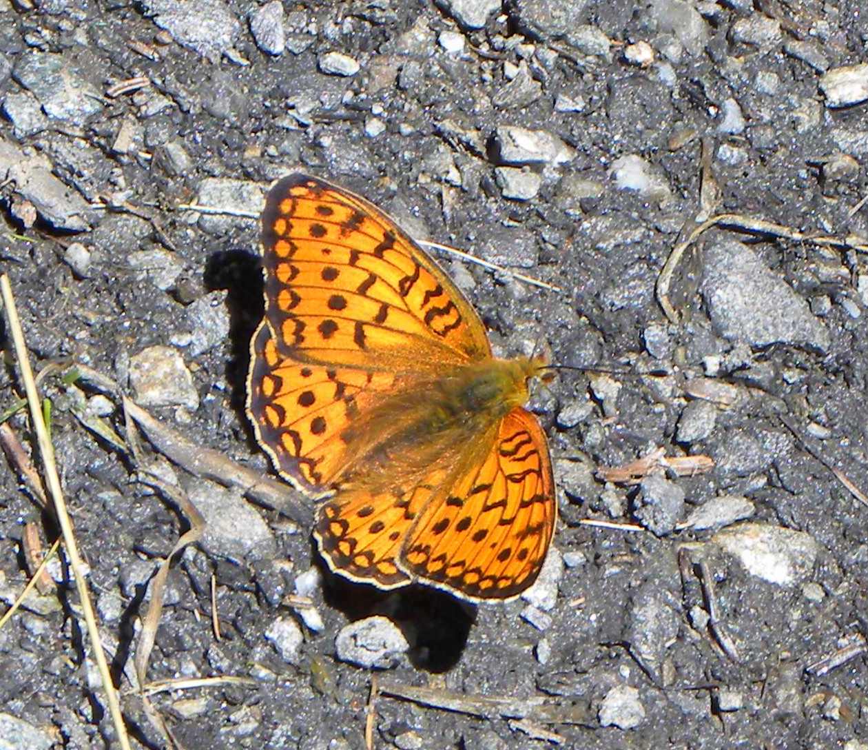 farfalla da identificare